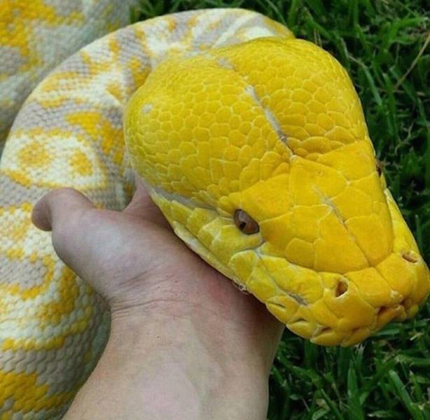 Content Image