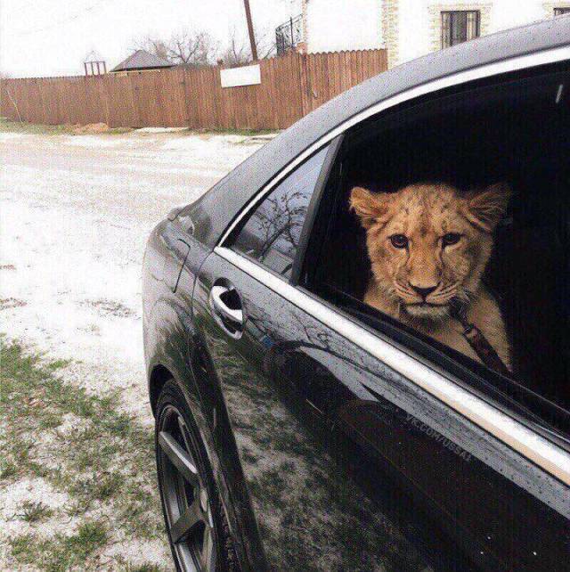 Daily Picdump