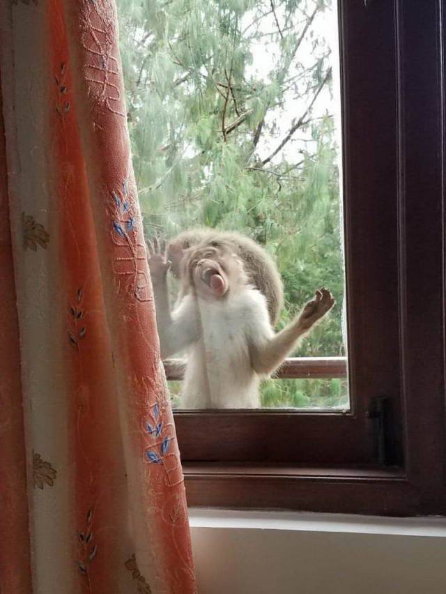 Content Image