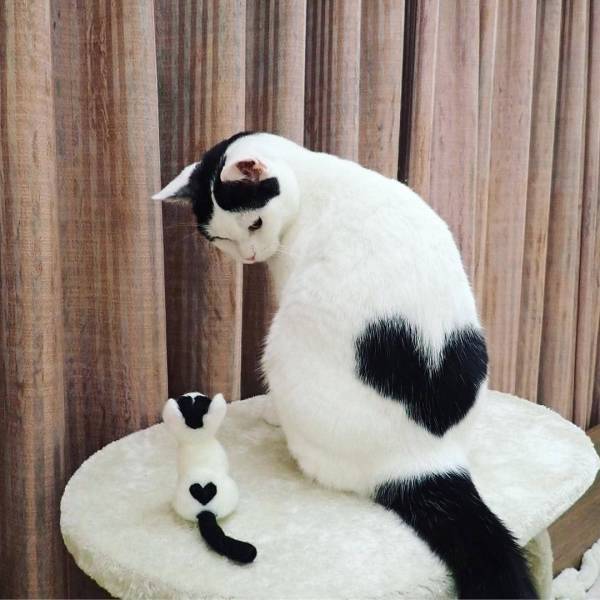Content Image