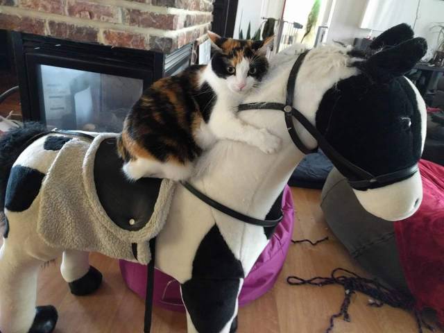 Daily Picdump