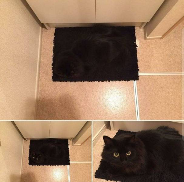 Daily Picdump