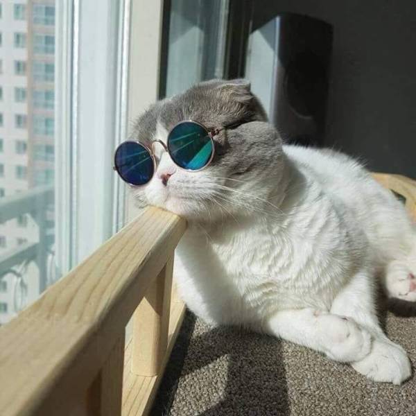 Daily Picdump