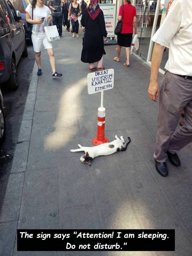 Content Image