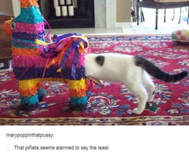 Daily Picdump