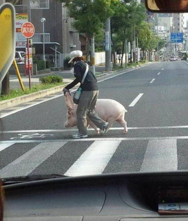 Daily Picdump
