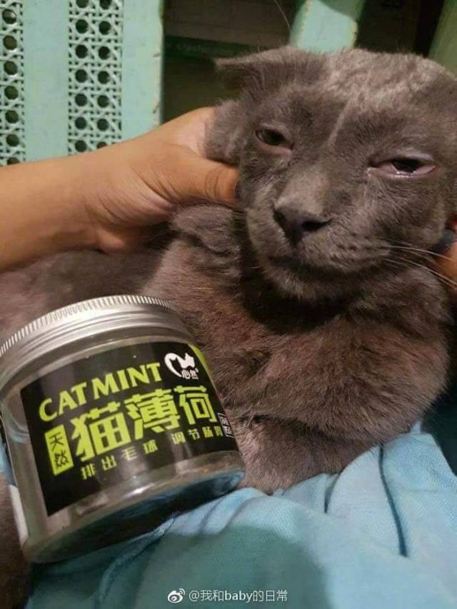 Content Image