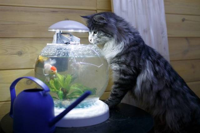 Content Image
