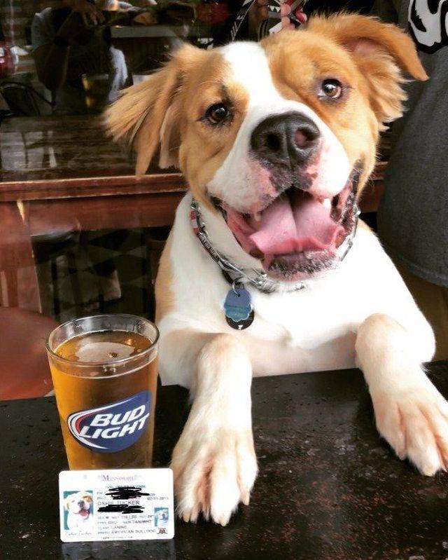 Daily Picdump