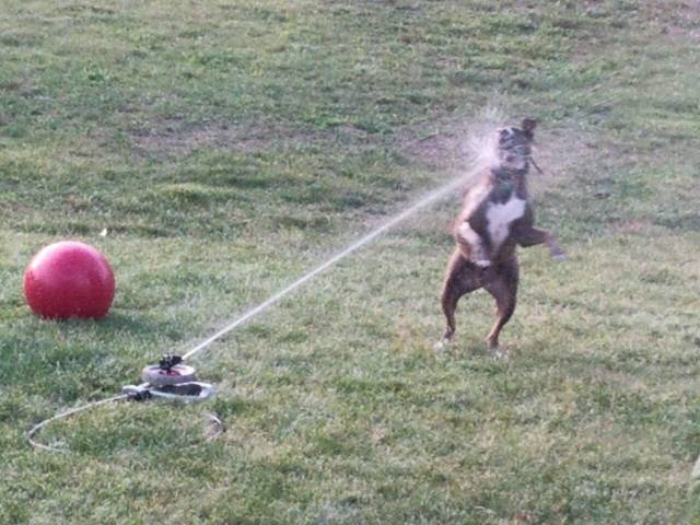 Content Image