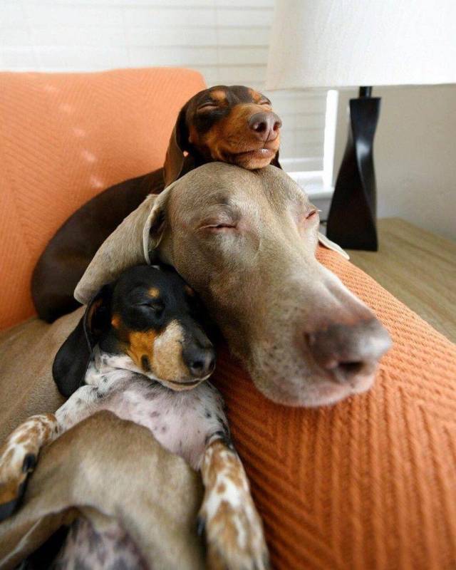 Daily Picdump