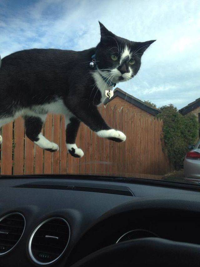 Daily Picdump