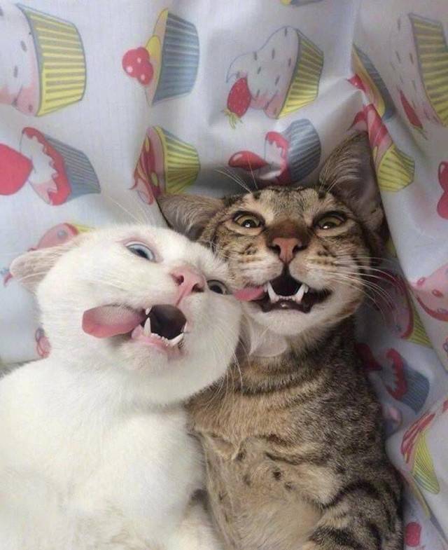 Daily Picdump