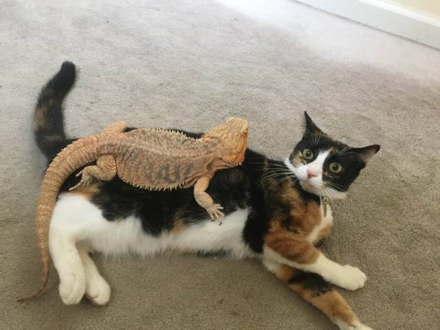 Content Image