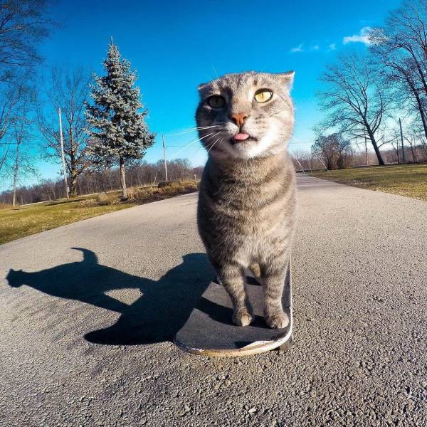 Content Image