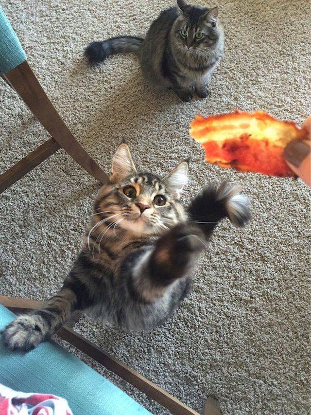 Content Image
