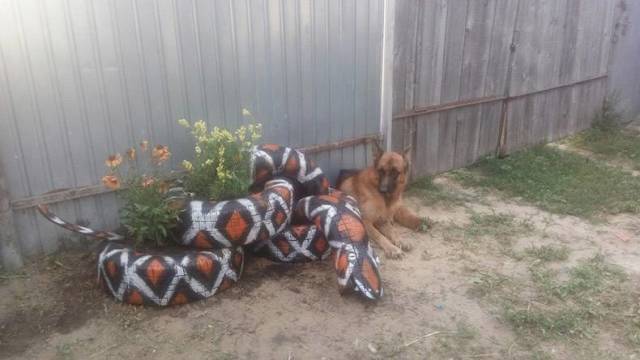 Content Image