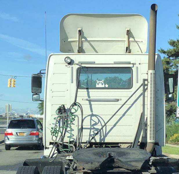 Morning Picdump