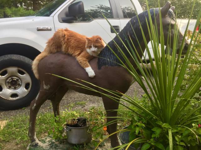Content Image