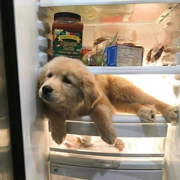 Content Image