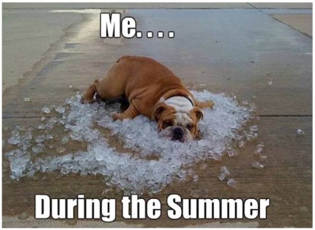 Summer Memes Are Pretty Hot!