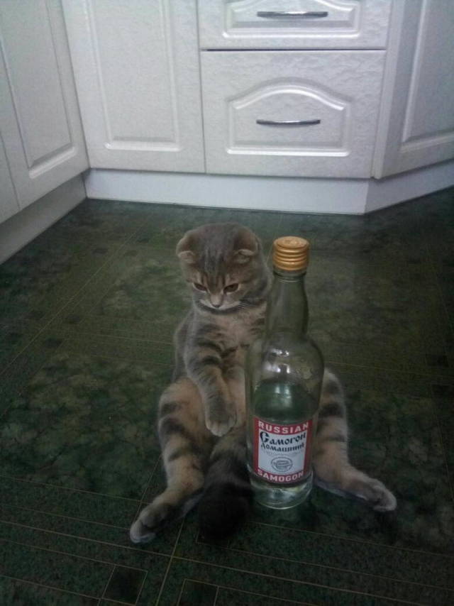 Content Image