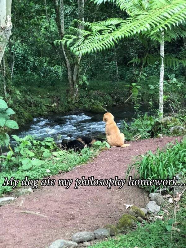 Content Image