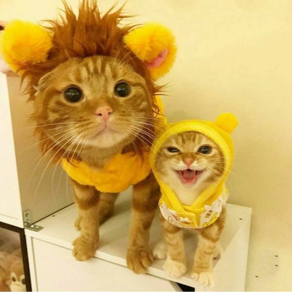 Daily Picdump