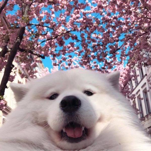 Content Image