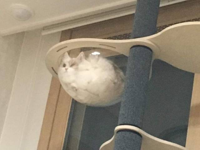 Content Image