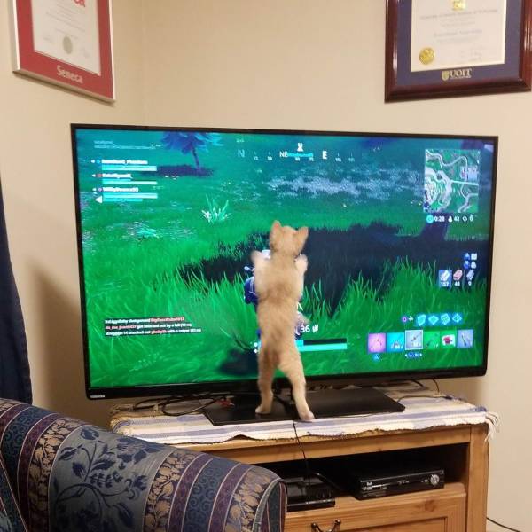 Content Image