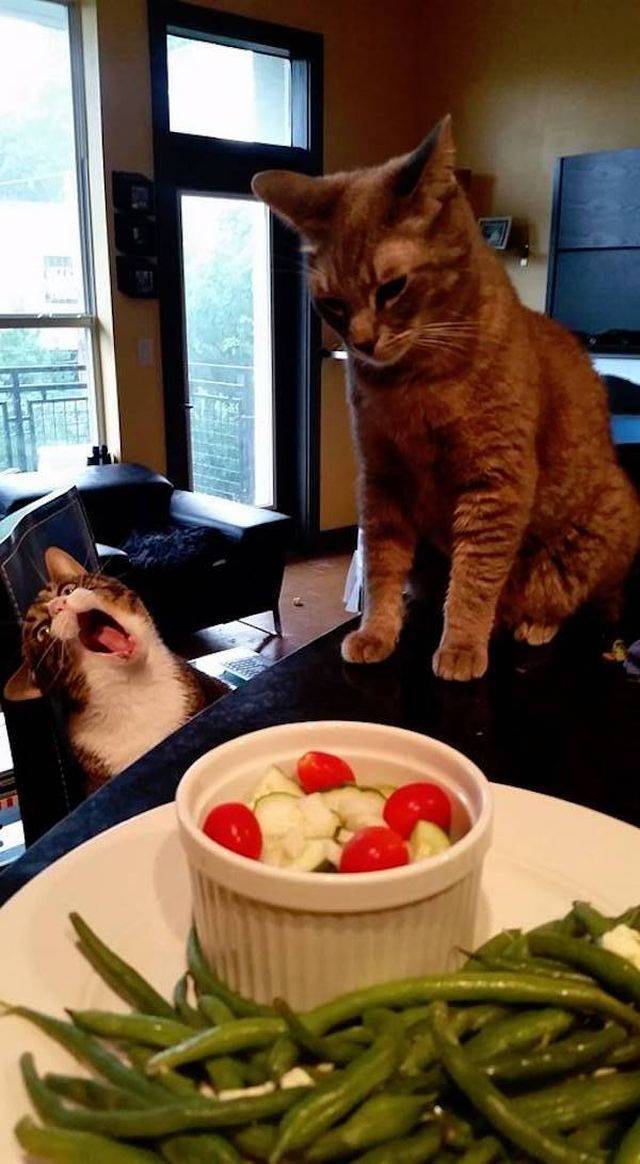 Daily Picdump [WEEKEND EDITION]
