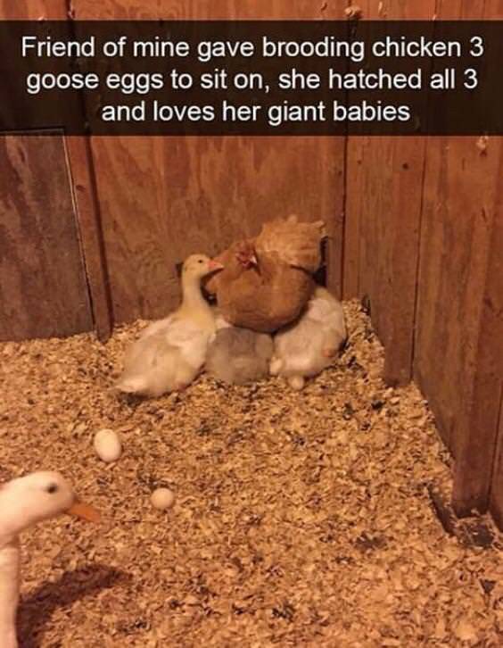 Funny Picdump