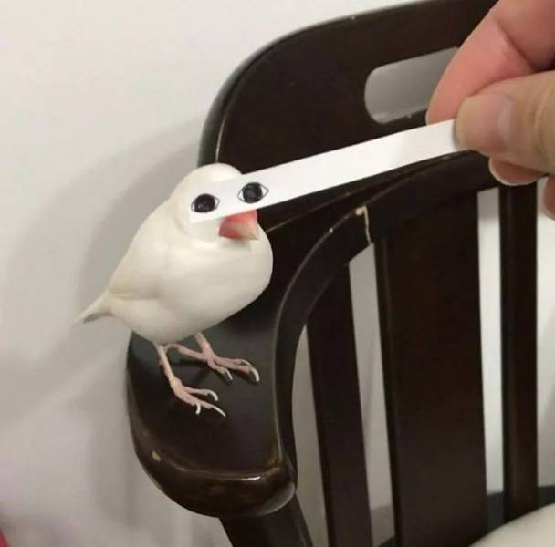 Content Image