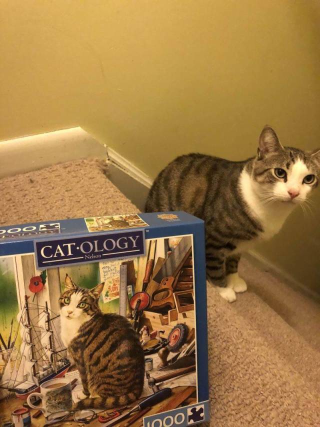 Content Image