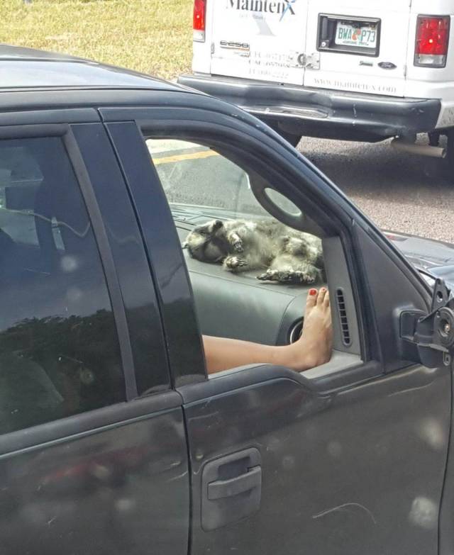Content Image