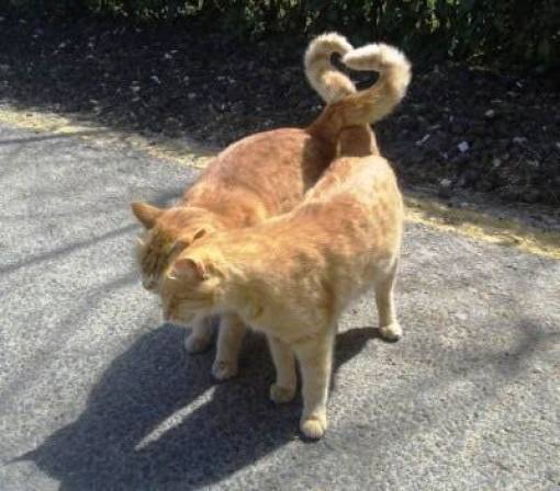 Content Image