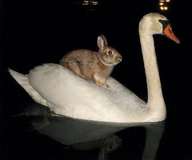 Content Image