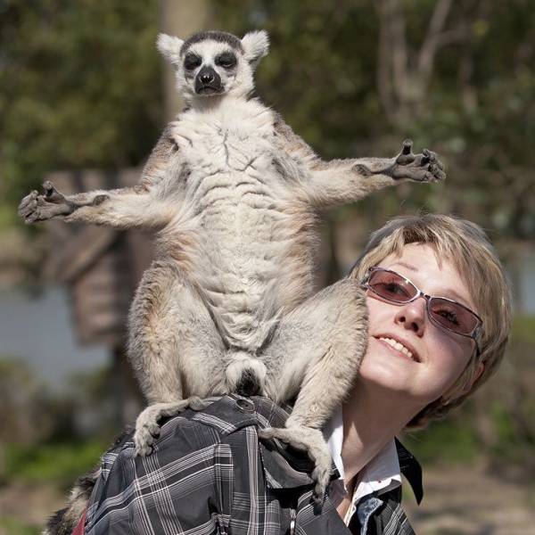 Content Image