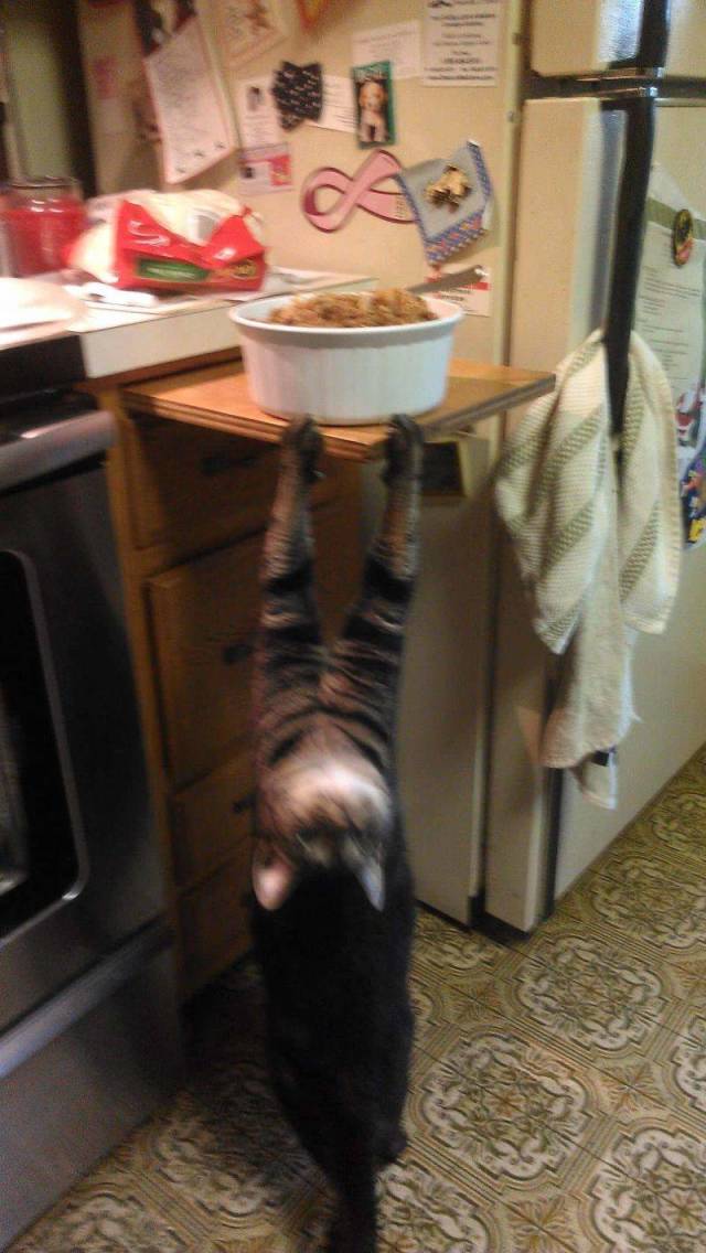 Daily Picdump