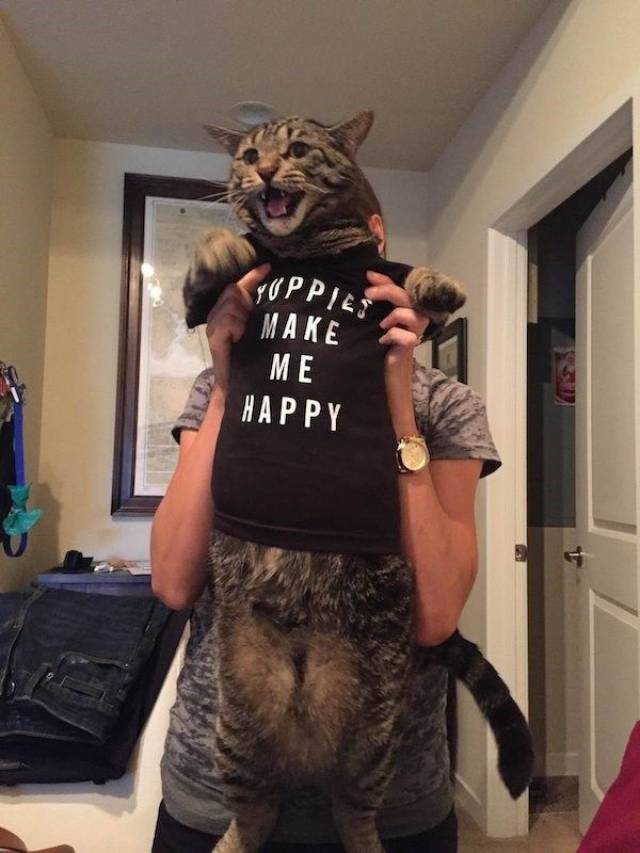 Content Image