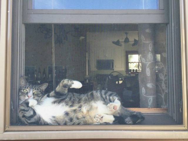 Daily Picdump