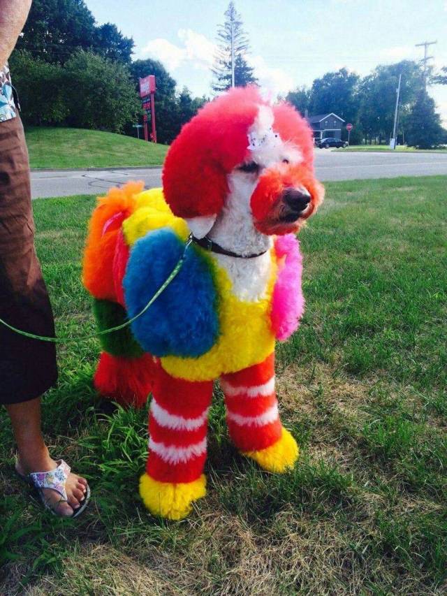 Content Image