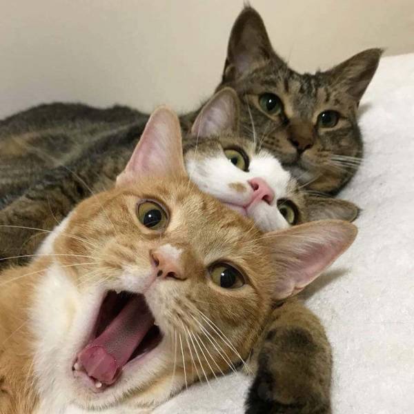 Content Image