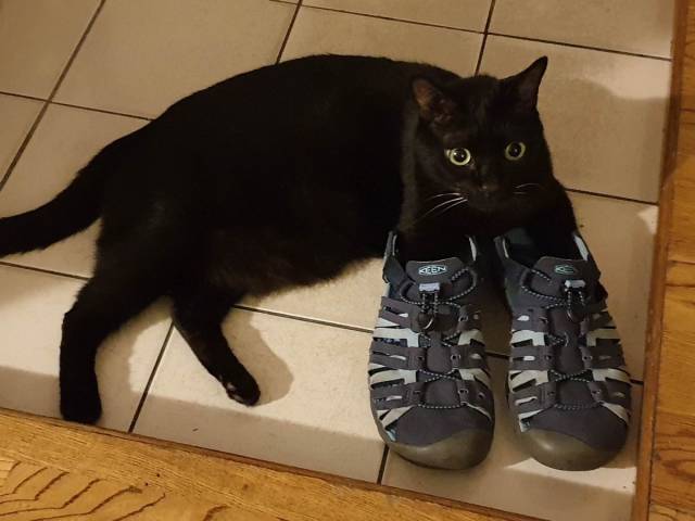 Content Image