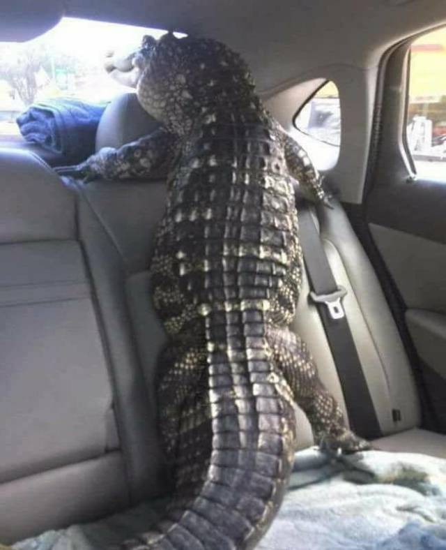 Content Image