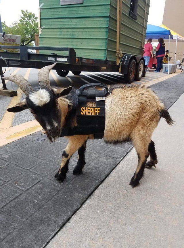 Content Image