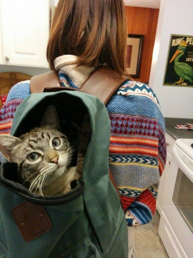 Content Image