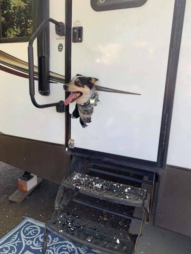 Daily Picdump