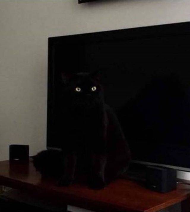 Content Image